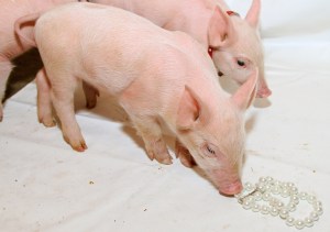 Pearls before swine old quotation from bible